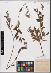 Foto von Salix aurita L.
